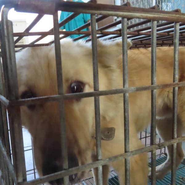 【待認養】混種犬 狗 (男生) - 臺南市動物之家灣裡站