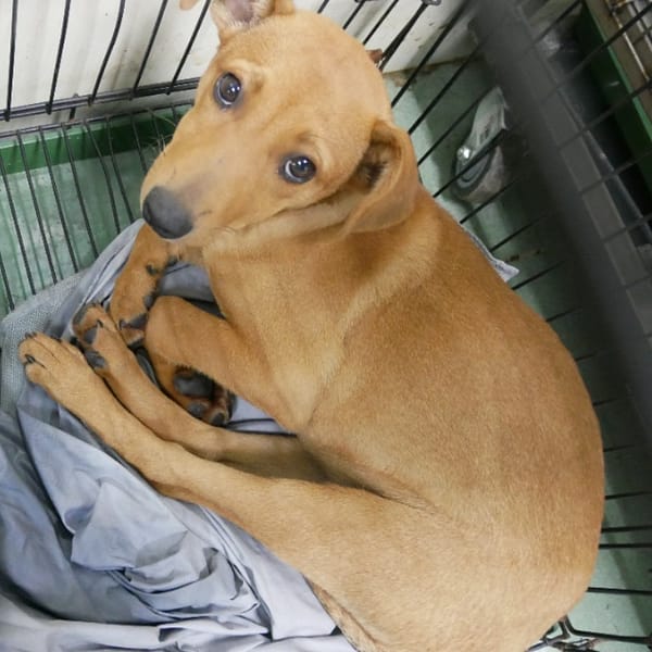 【待認養】混種犬 狗 (女生) - 臺南市動物之家善化站