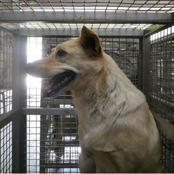 【待認養】混種犬 狗 (女生) - 臺南市動物之家善化站