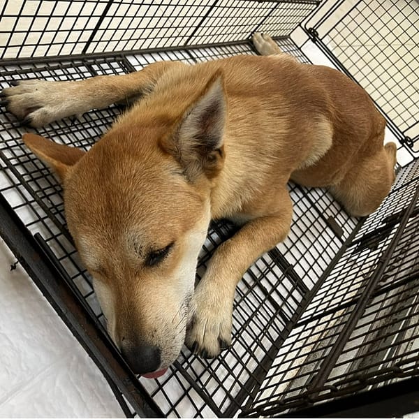 【待認養】混種犬 狗 (男生) - 金門縣動物收容中心