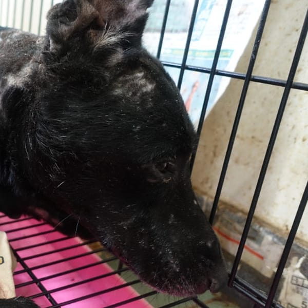 【待認養】混種犬 狗 (男生) - 臺南市動物之家善化站