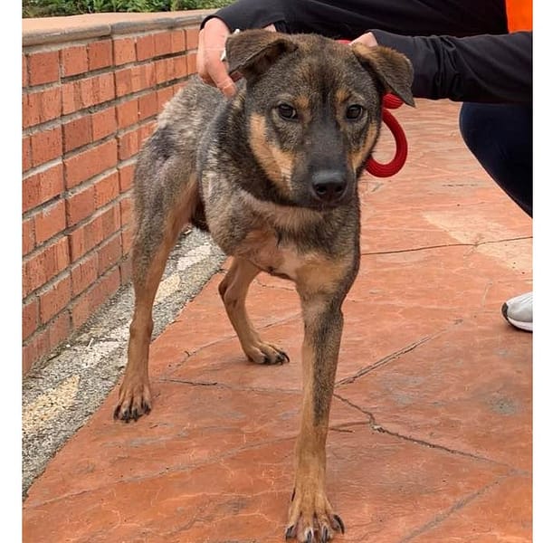 【待認養】混種犬 狗 (女生) - 新竹縣動物保護教育園區