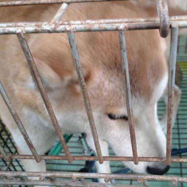 【待認養】柴犬 狗 (女生) - 臺南市動物之家善化站