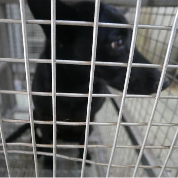 【待認養】混種犬 狗 (女生) - 臺南市動物之家善化站