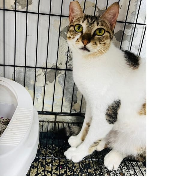 【待認養】混種貓 貓 (女生) - 新北市新店區公立動物之家