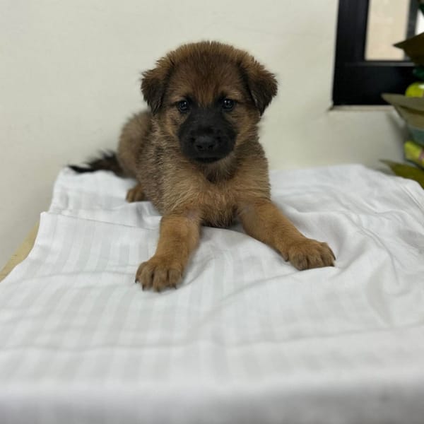 【待認養】混種犬 狗 (男生) - 澎湖縣流浪動物收容中心