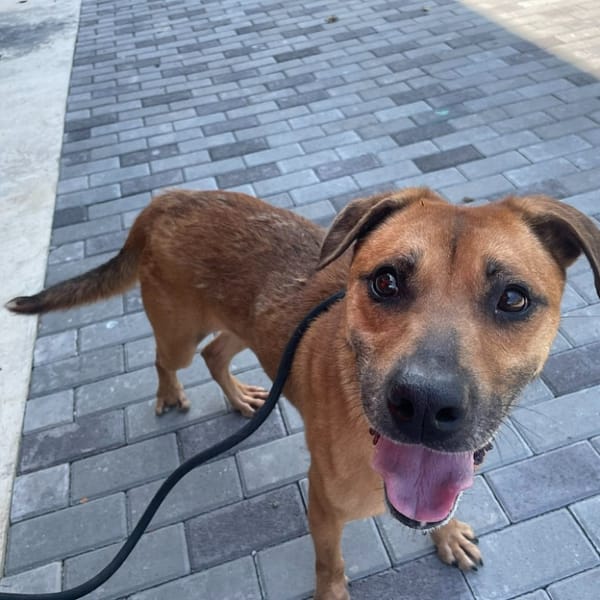 【待認養】混種犬 狗 (女生) - 新竹縣動物保護教育園區