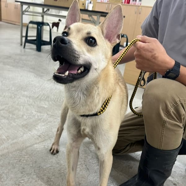 【待認養】混種犬 狗 (男生) - 臺北市動物之家