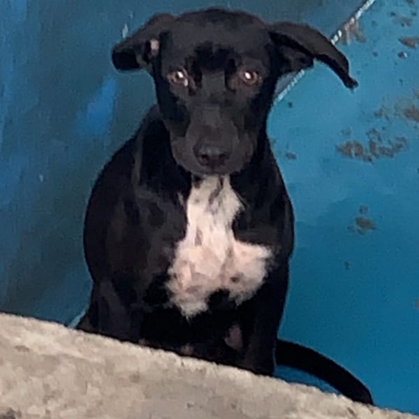 【待認養】混種犬 狗 (男生) - 苗栗縣生態保育教育中心(動物收容所)