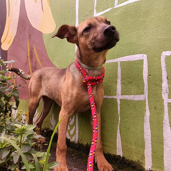 【待認養】混種犬 狗 (女生) - 新北市新店區公立動物之家