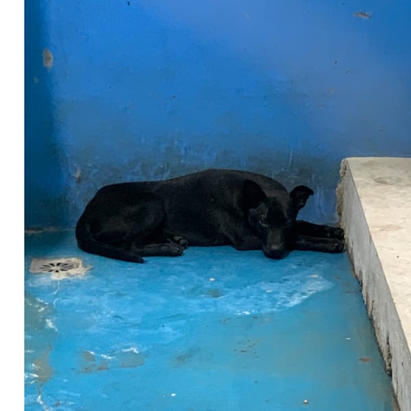 【待認養】混種犬 狗 (男生) - 苗栗縣生態保育教育中心(動物收容所)