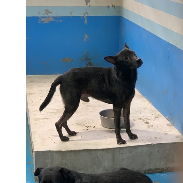 【待認養】混種犬 狗 (男生) - 苗栗縣生態保育教育中心(動物收容所)