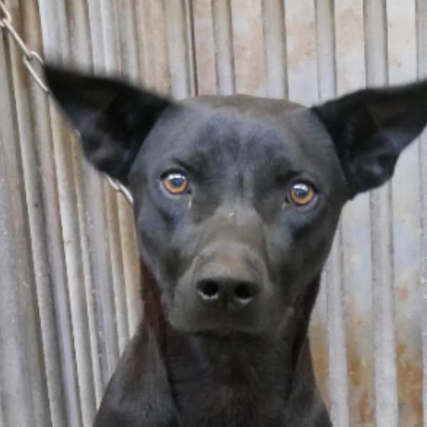 【待認養】混種犬 狗 (男生) - 臺南市動物之家善化站