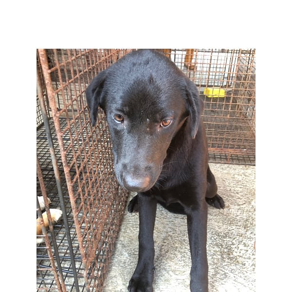 【待認養】混種犬 狗 (女生) - 澎湖縣流浪動物收容中心