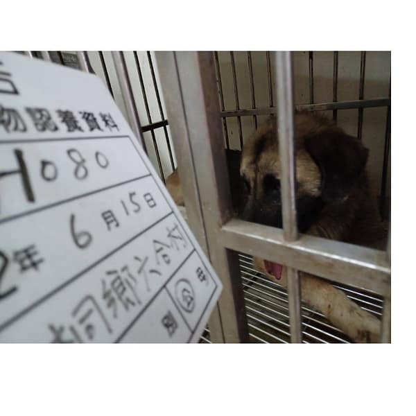 【待認養】混種犬 狗 (男生) - 雲林縣流浪動物收容所