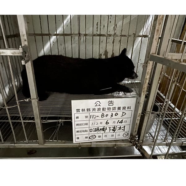 【待認養】混種犬 狗 (女生) - 雲林縣流浪動物收容所