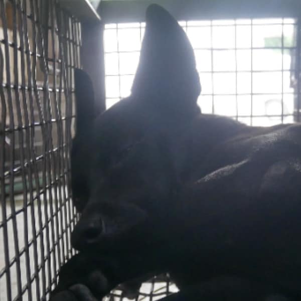 【待認養】混種犬 狗 (男生) - 臺南市動物之家善化站