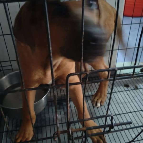 【待認養】混種犬 狗 (男生) - 臺南市動物之家善化站