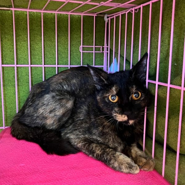 【待認養】混種貓 貓 (女生) - 臺北市動物之家