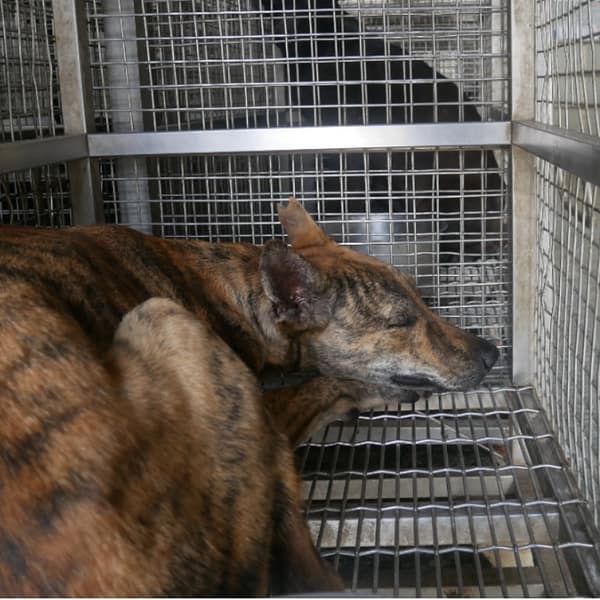 【待認養】混種犬 狗 (男生) - 臺南市動物之家善化站