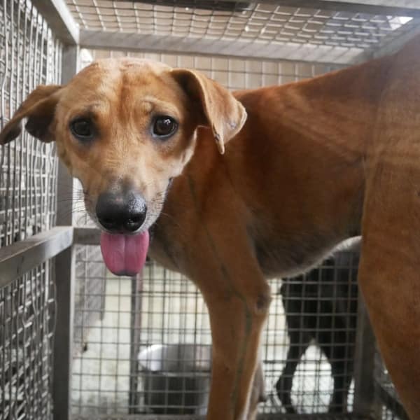 【待認養】混種犬 狗 (男生) - 臺南市動物之家善化站