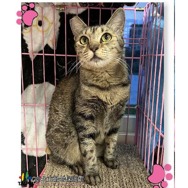【待認養】混種貓 貓 (女生) - 臺北市動物之家