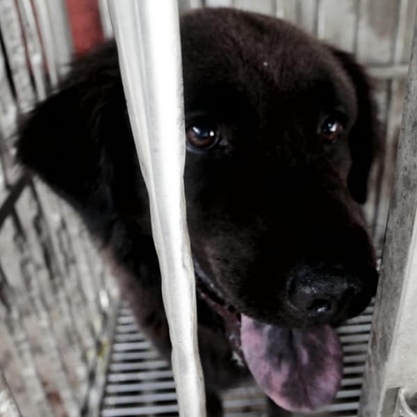 【待認養】混種犬 狗 (男生) - 臺南市動物之家善化站