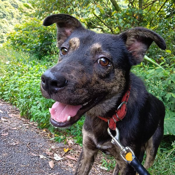 【待認養】混種犬 狗 (男生) - 新北市新店區公立動物之家