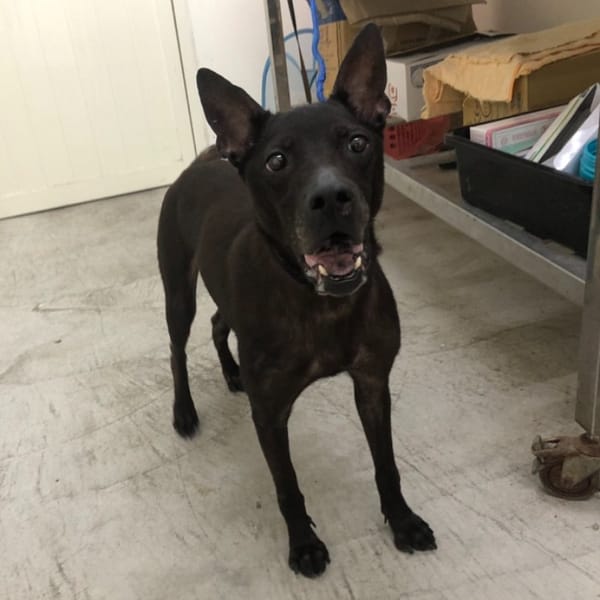 【待認養】混種犬 狗 (女生) - 臺北市動物之家