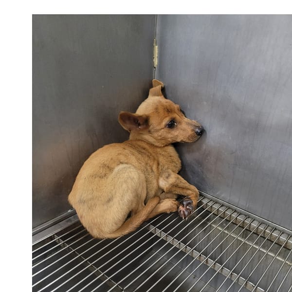 【待認養】混種犬 狗 (未知) - 新竹縣動物保護教育園區