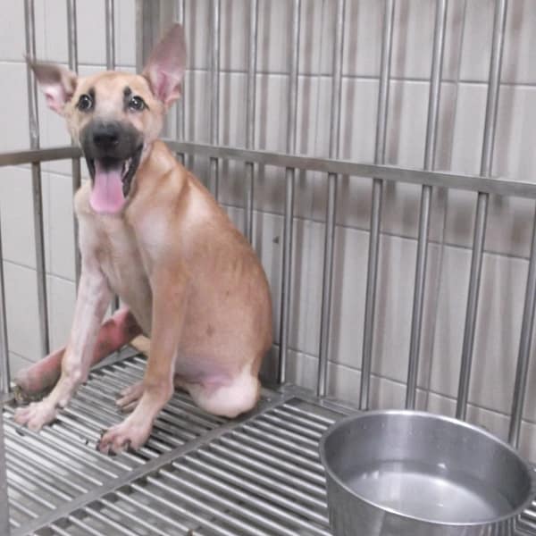 【待認養】混種犬 狗 (男生) - 高雄市燕巢動物保護關愛園區