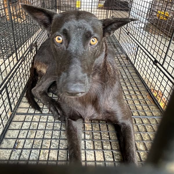 【待認養】混種犬 狗 (女生) - 澎湖縣流浪動物收容中心