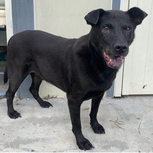 【待認養】混種犬 狗 (男生) - 臺北市動物之家