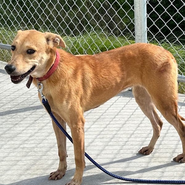 【待認養】混種犬 狗 (女生) - 臺北市動物之家