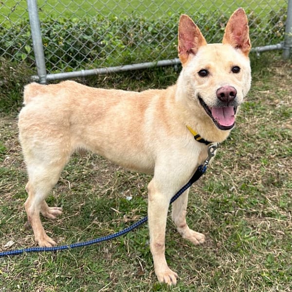 【待認養】混種犬 狗 (男生) - 臺北市動物之家
