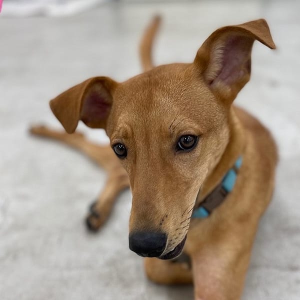 【待認養】混種犬 狗 (男生) - 臺北市動物之家