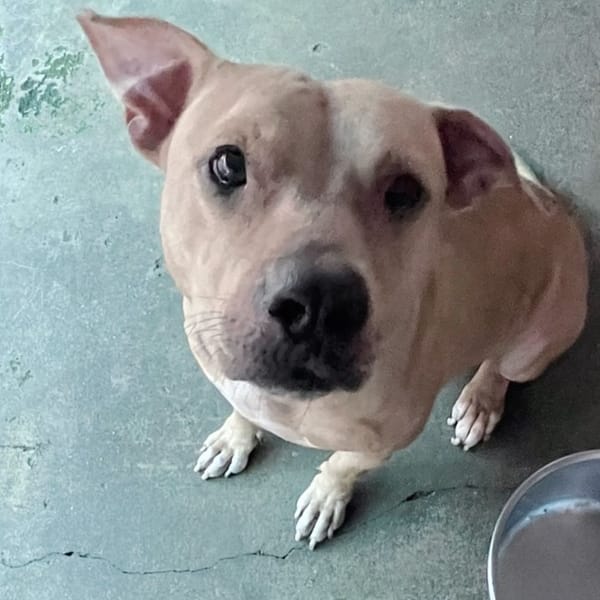 【待認養】混種犬 狗 (女生) - 屏東縣公立犬貓中途之家