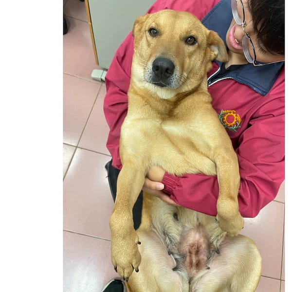 【待認養】混種犬 狗 (女生) - 屏東縣公立犬貓中途之家