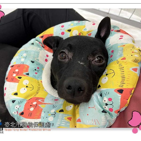 【待認養】混種犬 狗 (女生) - 臺北市動物之家