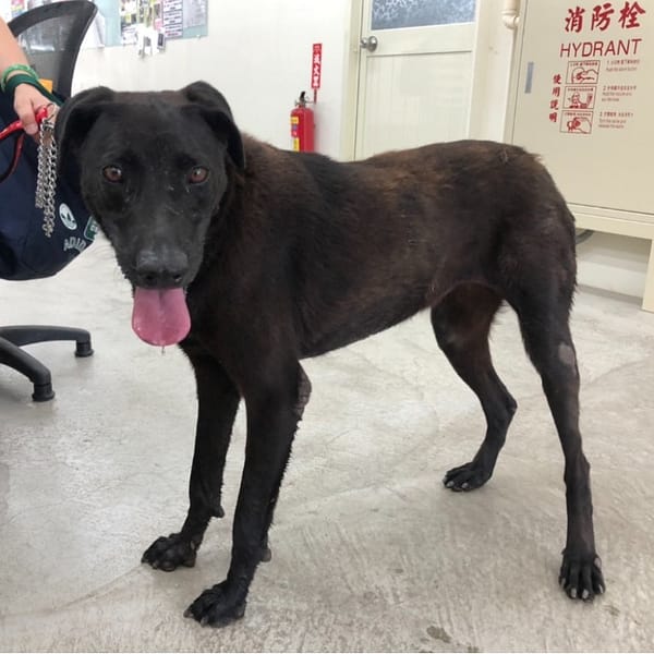 【待認養】混種犬 狗 (女生) - 臺北市動物之家