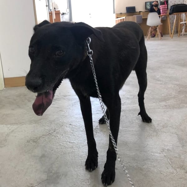 【待認養】混種犬 狗 (女生) - 臺北市動物之家