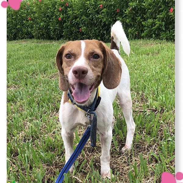 【待認養】混種犬 狗 (女生) - 臺北市動物之家