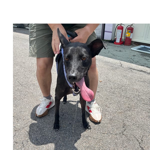 【待認養】混種犬 狗 (男生) - 新北市板橋區公立動物之家