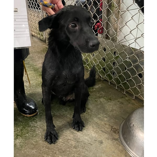 【待認養】混種犬 狗 (男生) - 新北市新店區公立動物之家