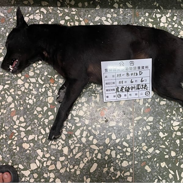 【待認養】混種犬 狗 (女生) - 雲林縣流浪動物收容所