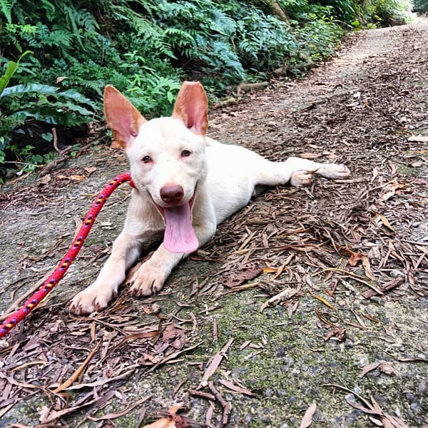 【待認養】混種犬 狗 (男生) - 新北市新店區公立動物之家