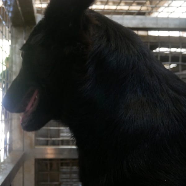 【待認養】混種犬 狗 (男生) - 臺南市動物之家善化站