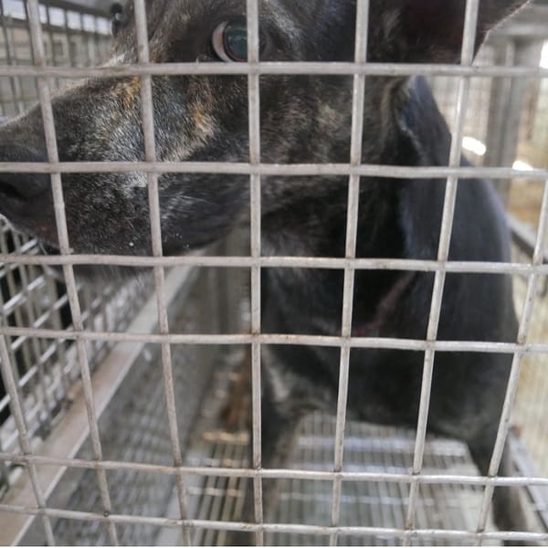 【待認養】混種犬 狗 (女生) - 臺南市動物之家善化站