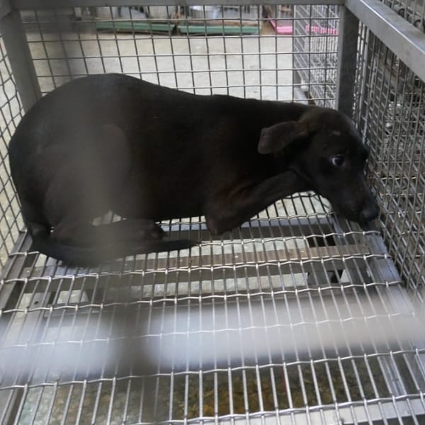 【待認養】混種犬 狗 (女生) - 臺南市動物之家善化站