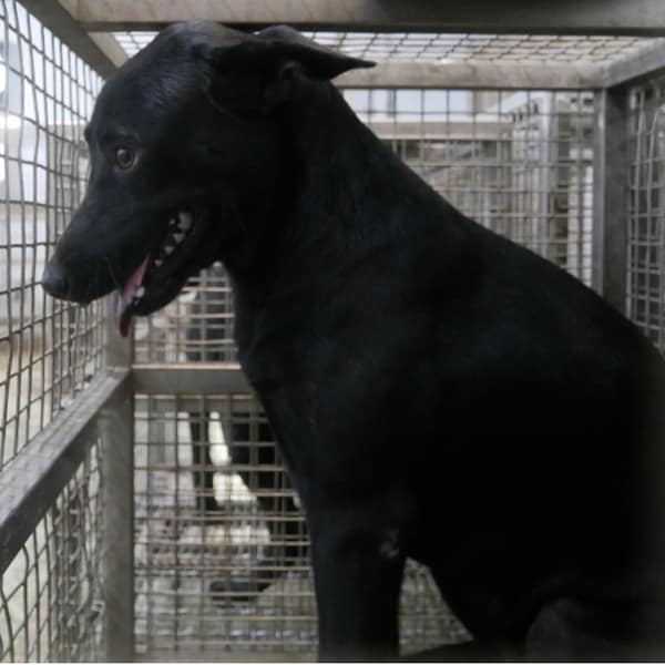 【待認養】混種犬 狗 (女生) - 臺南市動物之家善化站